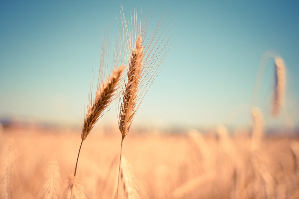 畑で小麦を栽培している画像